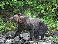 Alaska Wildlife-30